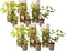 Plant in a Box - Hortensia Paniculata Mix x6 - Hortensia Paniculata 'Pink Lady', 'Phantom', 'Silver Dollar' - Perfect voor in de tuin! - Pot 9cm - Hoogte 25-35cm