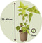 Plant in a Box - Hortensia Paniculata Mix x6 - Hortensia Paniculata 'Pink Lady', 'Phantom', 'Silver Dollar' - Perfect voor in de tuin! - Pot 9cm - Hoogte 25-35cm