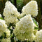 Plant in a Box - Hortensia Paniculata 'Phantom' - Pluimhortensia - Hydrangea - Wit groene bloem - Set van 3 - Winterharde hortensia - Pot 9cm - Hoogte 25-40cm