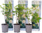 Plant in a Box - Hortensia Paniculata 'Phantom' - Pluimhortensia - Hydrangea - Wit groene bloem - Set van 3 - Winterharde hortensia - Pot 9cm - Hoogte 25-40cm