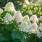 Plant in a Box - Hortensia Paniculata 'Phantom' - Pluimhortensia - Hydrangea - Wit groene bloem - Set van 3 - Winterharde hortensia - Pot 9cm - Hoogte 25-40cm