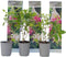 Plant in a Box - Hortensia Paniculata 'Pink Lady' - Pluimhortensia - Hydrangea - Wit/roze bloem - Set van 3 - Winterharde hortensia - Pot 9cm - Hoogte 25-40cm