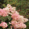 Plant in a Box - Hortensia Paniculata 'Pink Lady' - Pluimhortensia - Hydrangea - Wit/roze bloem - Set van 3 - Winterharde hortensia - Pot 9cm - Hoogte 25-40cm