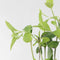 Plant in a Box - Hortensia Paniculata 'Pink Lady' - Pluimhortensia - Hydrangea - Wit/roze bloem - Set van 3 - Winterharde hortensia - Pot 9cm - Hoogte 25-40cm