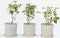 Plant in a Box - Hortensia Paniculata 'Pink Lady' - Pluimhortensia - Hydrangea - Wit/roze bloem - Set van 3 - Winterharde hortensia - Pot 9cm - Hoogte 25-40cm