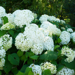 Plant in a Box - Hortensia Paniculata 'Silver Dollar' - Pluimhortensia - Hydrangea - Wit groene bloem - Set van 3 - Winterharde hortensia - Pot 9cm - Hoogte 25-40cm