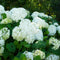 Plant in a Box - Hortensia Paniculata 'Silver Dollar' - Pluimhortensia - Hydrangea - Wit groene bloem - Set van 3 - Winterharde hortensia - Pot 9cm - Hoogte 25-40cm
