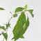 Plant in a Box - Hortensia Paniculata 'Silver Dollar' - Pluimhortensia - Hydrangea - Wit groene bloem - Set van 3 - Winterharde hortensia - Pot 9cm - Hoogte 25-40cm