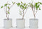 Plant in a Box - Hortensia Paniculata 'Silver Dollar' - Pluimhortensia - Hydrangea - Wit groene bloem - Set van 3 - Winterharde hortensia - Pot 9cm - Hoogte 25-40cm