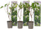 Plant in a Box - Hortensia Paniculata 'Silver Dollar' - Pluimhortensia - Hydrangea - Wit groene bloem - Set van 3 - Winterharde hortensia - Pot 9cm - Hoogte 25-40cm