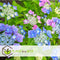 Plant in a Box - Hortensia Teller - Set van 3 - Blauw - Tuinhortensia - Pot 9cm - Hoogte 25-40cm
