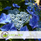 Plant in a Box - Hortensia Teller - Set van 3 - Blauw - Tuinhortensia - Pot 9cm - Hoogte 25-40cm