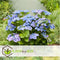 Plant in a Box - Hortensia Teller - Set van 3 - Blauw - Tuinhortensia - Pot 9cm - Hoogte 25-40cm