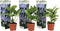 Plant in a Box - Hortensia Teller - Set van 3 - Blauw - Tuinhortensia - Pot 9cm - Hoogte 25-40cm