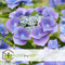 Plant in a Box - Hortensia Teller - Set van 3 - Blauw - Tuinhortensia - Pot 9cm - Hoogte 25-40cm