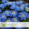 Plant in a Box - Hortensia Teller - Set van 3 - Blauw - Tuinhortensia - Pot 9cm - Hoogte 25-40cm