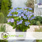 Plant in a Box - Hortensia Teller - Set van 3 - Blauw - Tuinhortensia - Pot 9cm - Hoogte 25-40cm