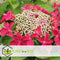 Plant in a Box - Hortensia Teller - Set van 3 - Roze - Tuinhortensia - Pot 9cm - Hoogte 25-40cm