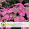 Plant in a Box - Hortensia Teller - Set van 3 - Roze - Tuinhortensia - Pot 9cm - Hoogte 25-40cm