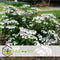 Plant in a Box - Hortensia Teller - Set van 3 - Wit - Tuinhortensia - Pot 9cm - Hoogte 25-40cm