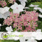Plant in a Box - Hortensia Teller - Set van 3 - Wit - Tuinhortensia - Pot 9cm - Hoogte 25-40cm
