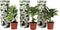 Plant in a Box - Hortensia Teller - Set van 3 - Wit - Tuinhortensia - Pot 9cm - Hoogte 25-40cm