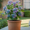 Plant in a Box - Hortensia Teller - Set van 6 - Blauw - Tuinhortensia - Pot 9cm - Hoogte 25-40cm