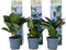 Plant in a Box - Hortensia Teller - Set van 6 - Blauw - Tuinhortensia - Pot 9cm - Hoogte 25-40cm