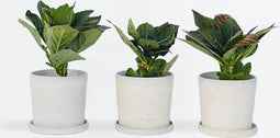 Plant in a Box - Hortensia Teller - Set van 6 - Roze - Tuinhortensia - Pot 9cm - Hoogte 25-40cm