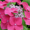 Plant in a Box - Hortensia Teller - Set van 6 - Roze - Tuinhortensia - Pot 9cm - Hoogte 25-40cm
