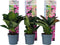 Plant in a Box - Hortensia Teller - Set van 6 - Roze - Tuinhortensia - Pot 9cm - Hoogte 25-40cm