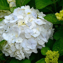 Plant in a Box - Hortensia Teller - Set van 6 - Wit - Tuinhortensia - Pot 9cm - Hoogte 25-40cm