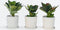 Plant in a Box - Hortensia Teller - Set van 6 - Wit - Tuinhortensia - Pot 9cm - Hoogte 25-40cm