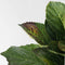 Plant in a Box - Hortensia Teller - Set van 6 - Wit - Tuinhortensia - Pot 9cm - Hoogte 25-40cm