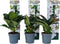 Plant in a Box - Hortensia Teller - Set van 6 - Wit - Tuinhortensia - Pot 9cm - Hoogte 25-40cm