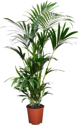 Plant in a Box - Howea Forsteriana - Kentia palm - Groene kamerplant - Pot 18cm - Hoogte 90-100cm