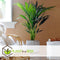 Plant in a Box - Howea Forsteriana - Kentia palm - Groene kamerplant - Pot 18cm - Hoogte 90-100cm