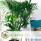 Plant in a Box - Howea Forsteriana - Kentia palm - Groene kamerplant - Pot 18cm - Hoogte 90-100cm