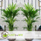 Plant in a Box - Howea Forsteriana - Kentia palm - Groene kamerplant - Pot 18cm - Hoogte 90-100cm