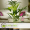 Plant in a Box - Howea Forsteriana - Kentia palm - Groene kamerplant - Pot 18cm - Hoogte 90-100cm