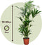 Plant in a Box - Howea Forsteriana - Kentia palm - Groene kamerplant - Pot 18cm - Hoogte 90-100cm