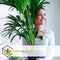 Plant in a Box - Howea Forsteriana - Kentia palm - Groene kamerplant - Pot 18cm - Hoogte 90-100cm