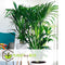 Plant in a Box - Howea Forsteriana - Kentia palm - Groene kamerplant - Pot 18cm - Hoogte 90-100cm