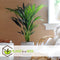Plant in a Box - Howea Forsteriana - Kentia palm - Groene kamerplant - Pot 18cm - Hoogte 90-100cm