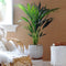 Plant in a Box - Howea Forsteriana - Kentia palm - XL Groene kamerplant - Pot 21cm - Hoogte 130-140cm