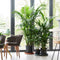 Plant in a Box - Howea Forsteriana - Kentia palm - XL Groene kamerplant - Pot 21cm - Hoogte 130-140cm