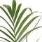 Plant in a Box - Howea Forsteriana - Kentia palm - XL Groene kamerplant - Pot 21cm - Hoogte 130-140cm