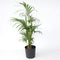 Plant in a Box - Howea Forsteriana - Kentia palm - XL Groene kamerplant - Pot 21cm - Hoogte 130-140cm