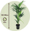 Plant in a Box - Howea Forsteriana - Kentia palm - XL Groene kamerplant - Pot 21cm - Hoogte 130-140cm