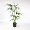 Plant in a Box - Howea Forsteriana - Kentia palm - XXL Groene kamerplant - Pot 24cm - Hoogte 150-170cm